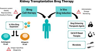 Frontiers | Regulatory B Cell Therapy In Kidney Transplantation